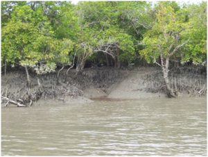 Sundarban