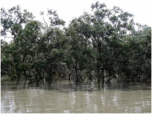 Sundarban