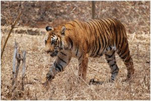 Sundarban