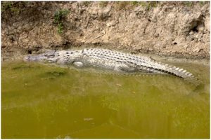 Sundarban