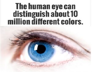 human eye