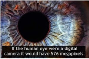 human eye