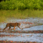 Tigers are man-eaters