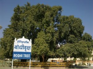 1. Bodhi_Tree_at_Deekshabhoom_Nagpur