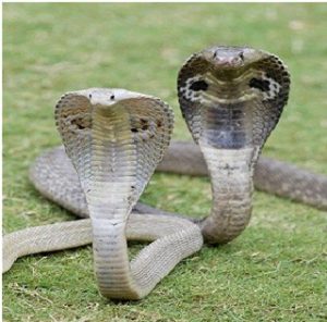 venomous snakes