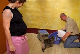 Avoid the Cat's Litter Box