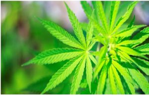 marijuana could be better for your health