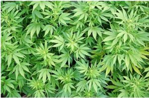 marijuana could be better for your health