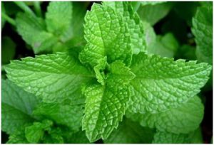 Foods To Shrink Your Belly