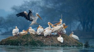 Bharatpur Bird Sanctuary- Bird,Top Bird Sanctuary , India