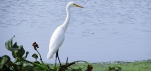 Kolleru Bird Sanctuary- Bird,Top Bird Sanctuary , India