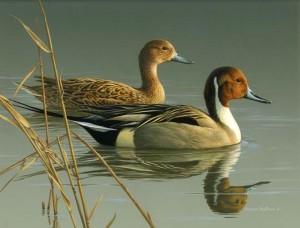 Mayani Bird Sanctuary- Bird,Top Bird Sanctuary , India