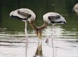 Ranganthittu Bird Sanctuary- Bird,Top Bird Sanctuary , India