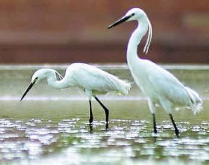 Salim Ali Bird Sanctuary- Bird,Top Bird Sanctuary , India