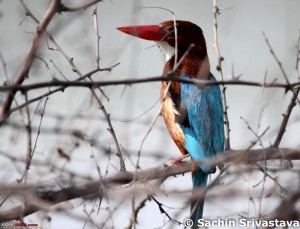 Sultanpur Bird Sanctuary- Bird,Top Bird Sanctuary , India