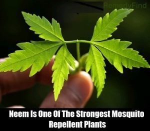 Natural Remedies,Diseases & Conditions,Neem,Health benefits