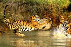 Bandhavgarh