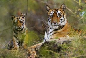 Bandhavgarh