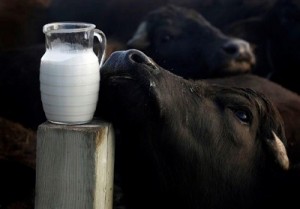 cow’s milk,10 Alternatives, Cow Milk, Milk, Dairy alternatives, Non-Dairy alternatives