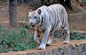 Top10, Popular Zoo,India, Zoo,Animal Park, Bird,Reptiles,Botanical Garden