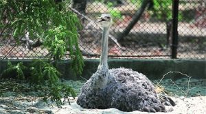 Top10, Popular Zoo,India, Zoo,Animal Park, Bird,Reptiles,Botanical Garden