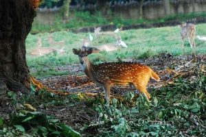 Top10, Popular Zoo,India, Zoo,Animal Park, Bird,Reptiles,Botanical Garden