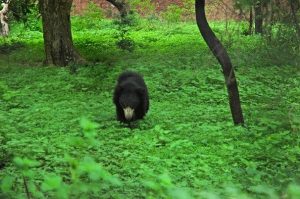 Top10, Popular Zoo,India, Zoo,Animal Park, Bird,Reptiles,Botanical Garden