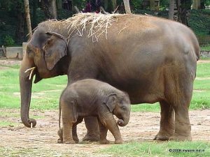 Top10, Popular Zoo,India, Zoo,Animal Park, Bird,Reptiles,Botanical Garden