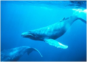 Popular misconceptions