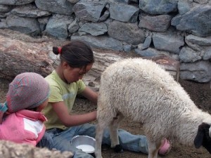 cow’s milk,10 Alternatives, Cow Milk, Milk, Dairy alternatives, Non-Dairy alternatives