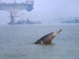 Dolphins in India