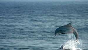 Dolphins in India