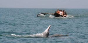 Dolphins in India