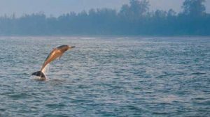 Dolphins in India