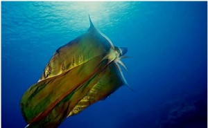 Strangest Body features