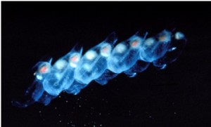 Strangest Body features