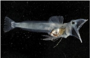 Strangest Body features