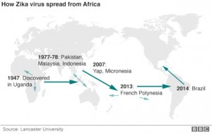 Virus,Zika Virus,Microcephaly,America