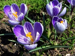 Crocus_vernus_cultivar_a4