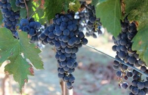 KD-Konavle-Red-Merlot-Grapes