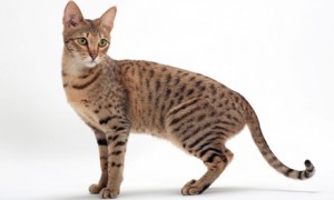 Crossbreeds
