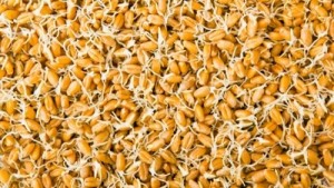 10 Foods, Vegetarian, Protein Rich Food,Protein