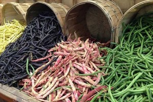 species of edible plants