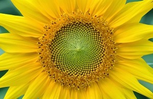 sunflower by Amada44 wikipedia