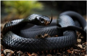 Developed Sixth sense